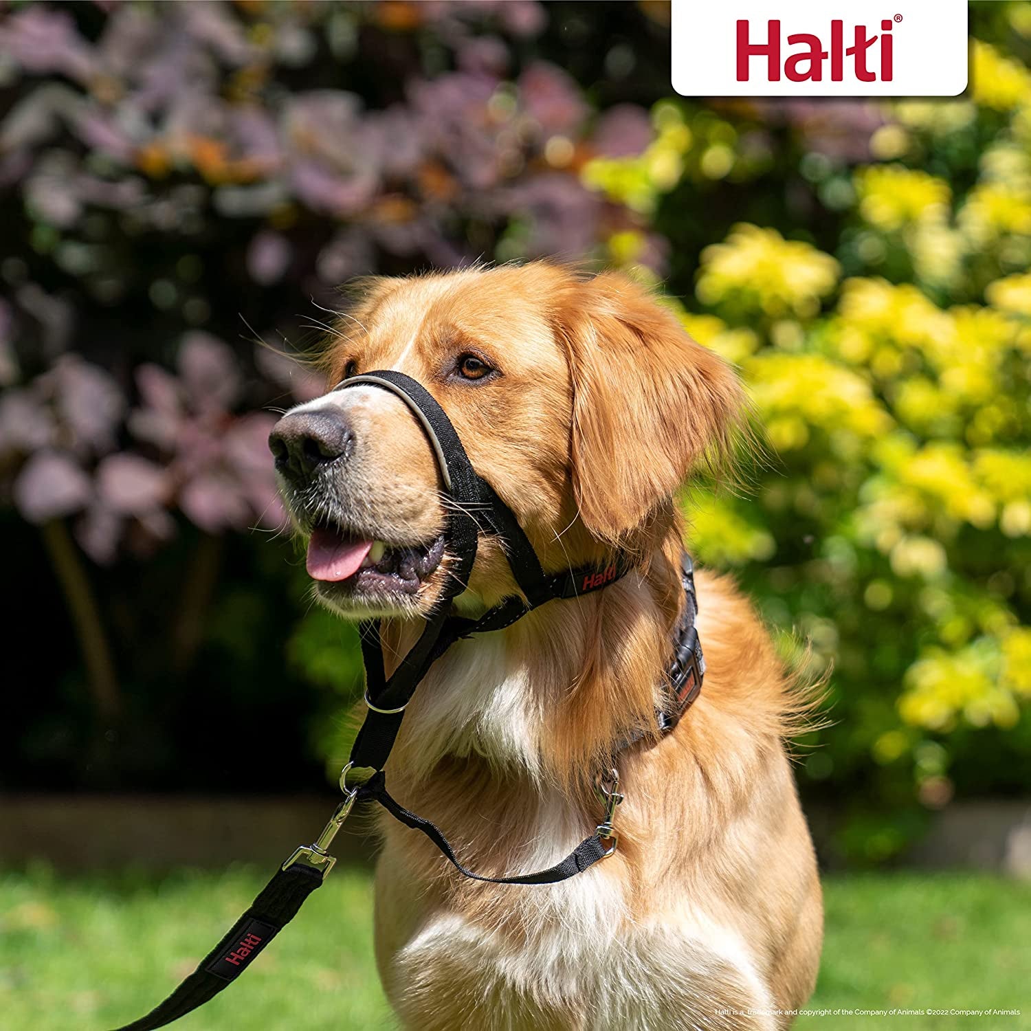 HALTI Headcollar - to Stop Your Dog Pulling on the Leash. Adjustable, Reflective and Lightweight, with Padded Nose Band. Dog Training Anti-Pull Collar for Medium Dogs (Size 3, Black)